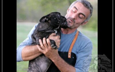 Addestramento cani.