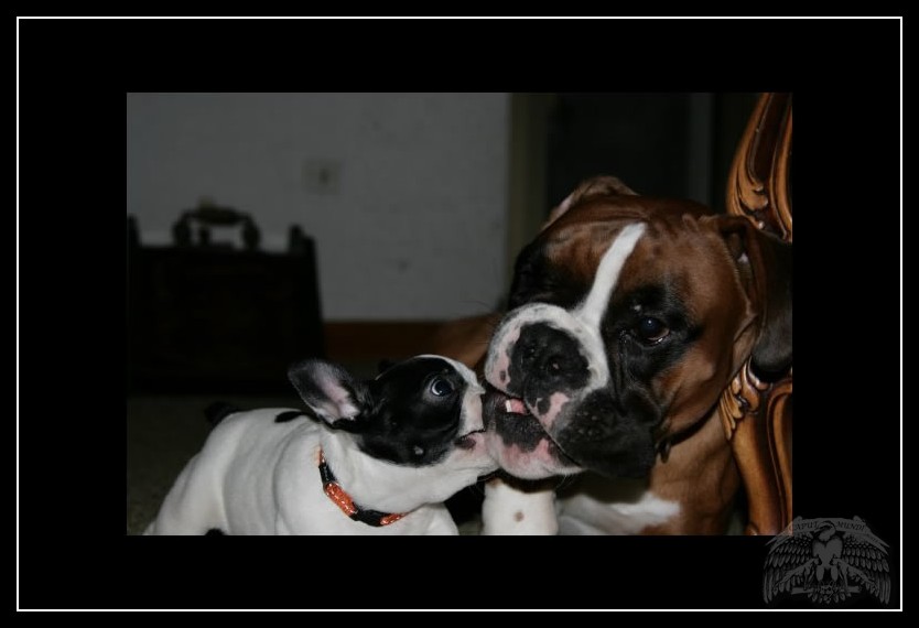 Boxer e bouledogue francese che giocano assieme