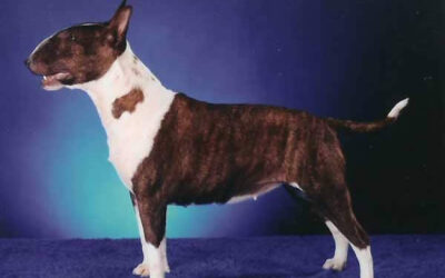 Bull Terrier Miniature