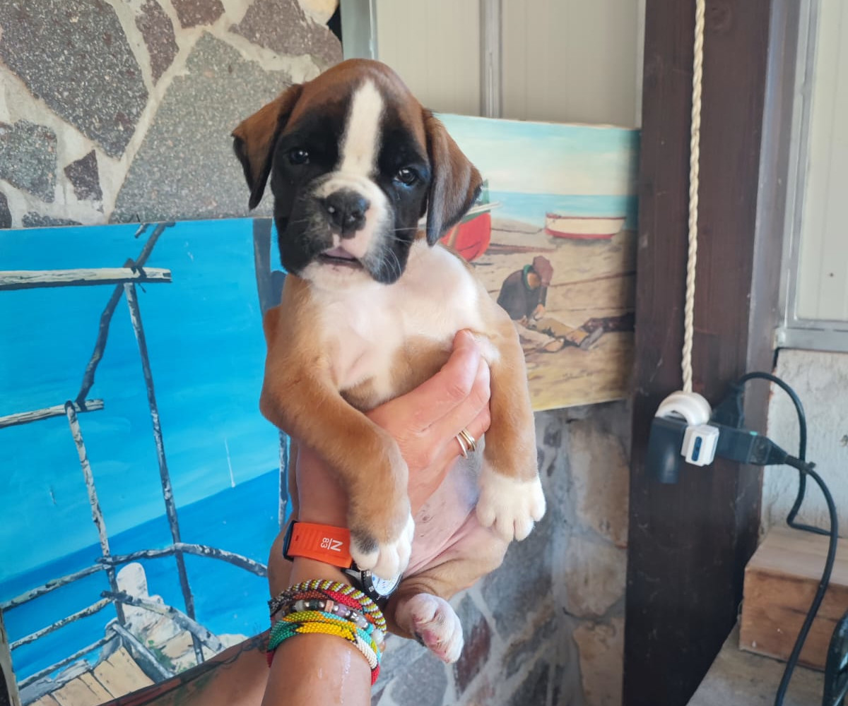 boxer-4-q