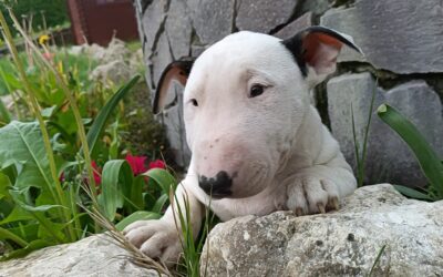 Cuccioli Bull Terrier. Un concentrato di energia e affetto