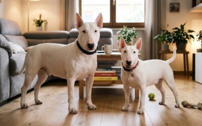 Differenza tra Bull Terrier e Bull Terrier Miniature.